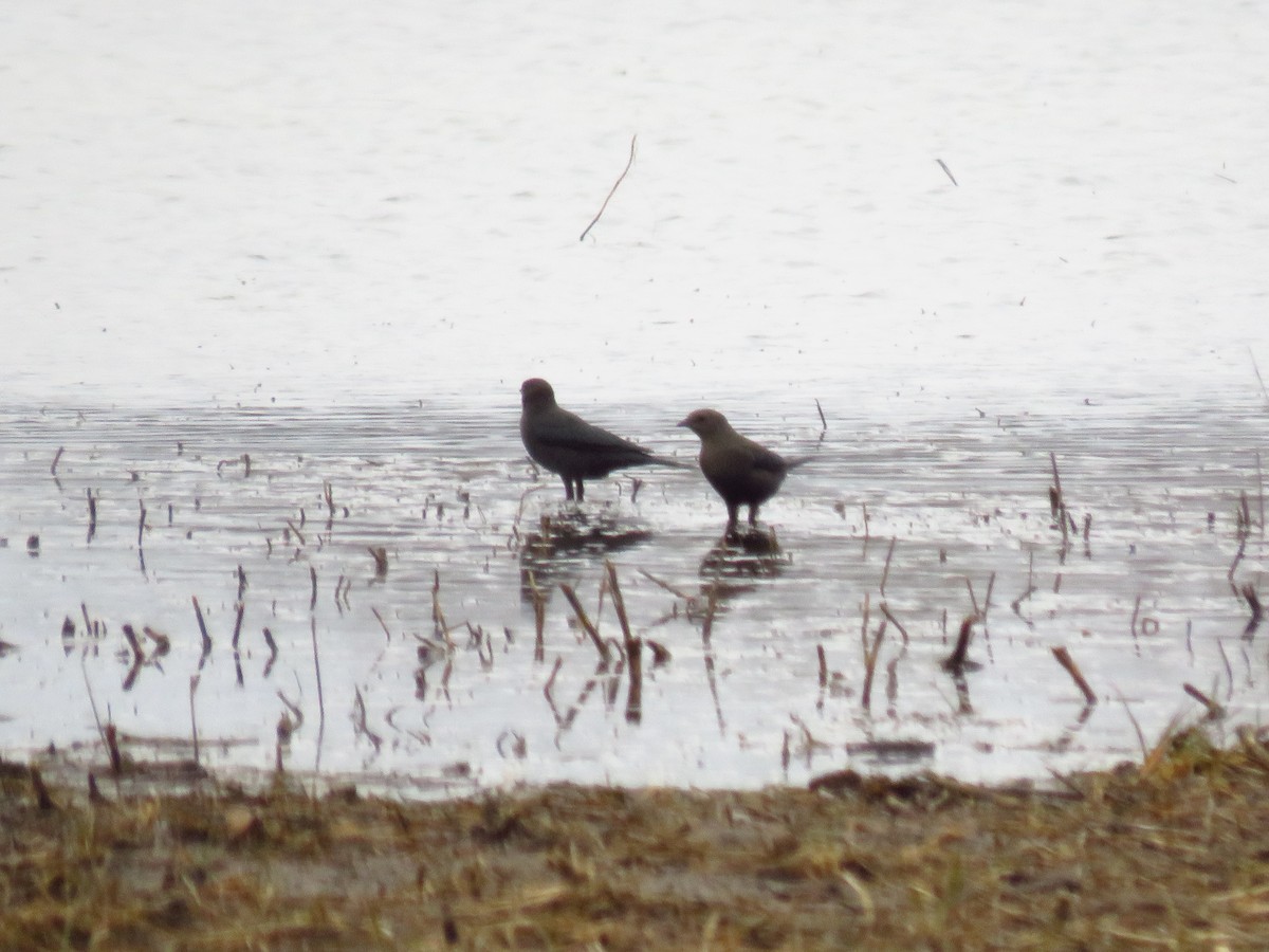 Brewer Karatavuğu - ML647112996