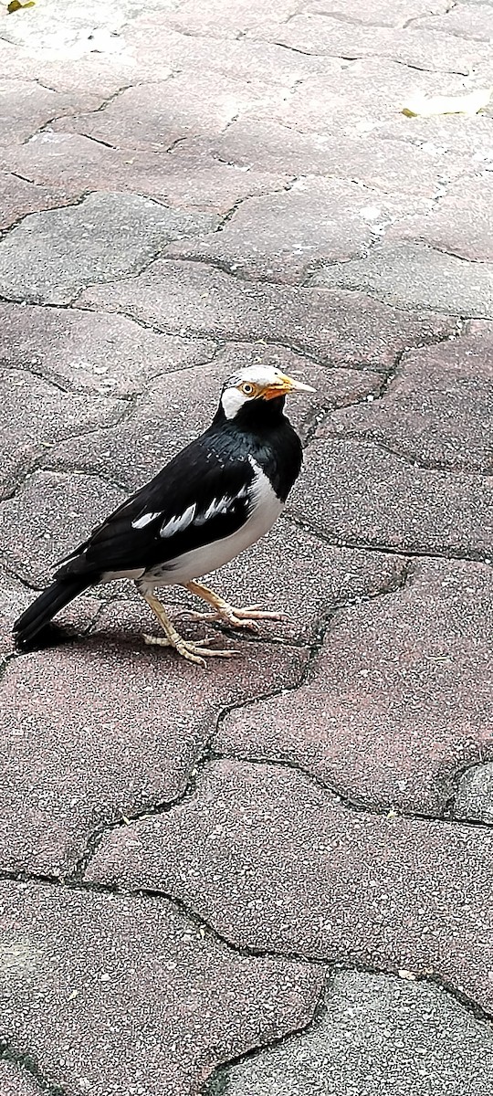 Siamese Pied Starling - ML647113000
