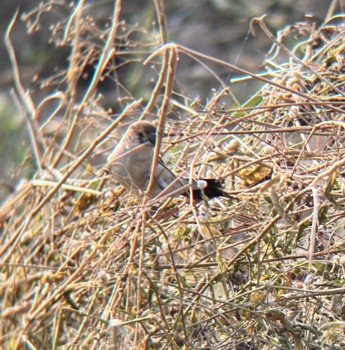 כסוף-מקור הודי - ML647113001