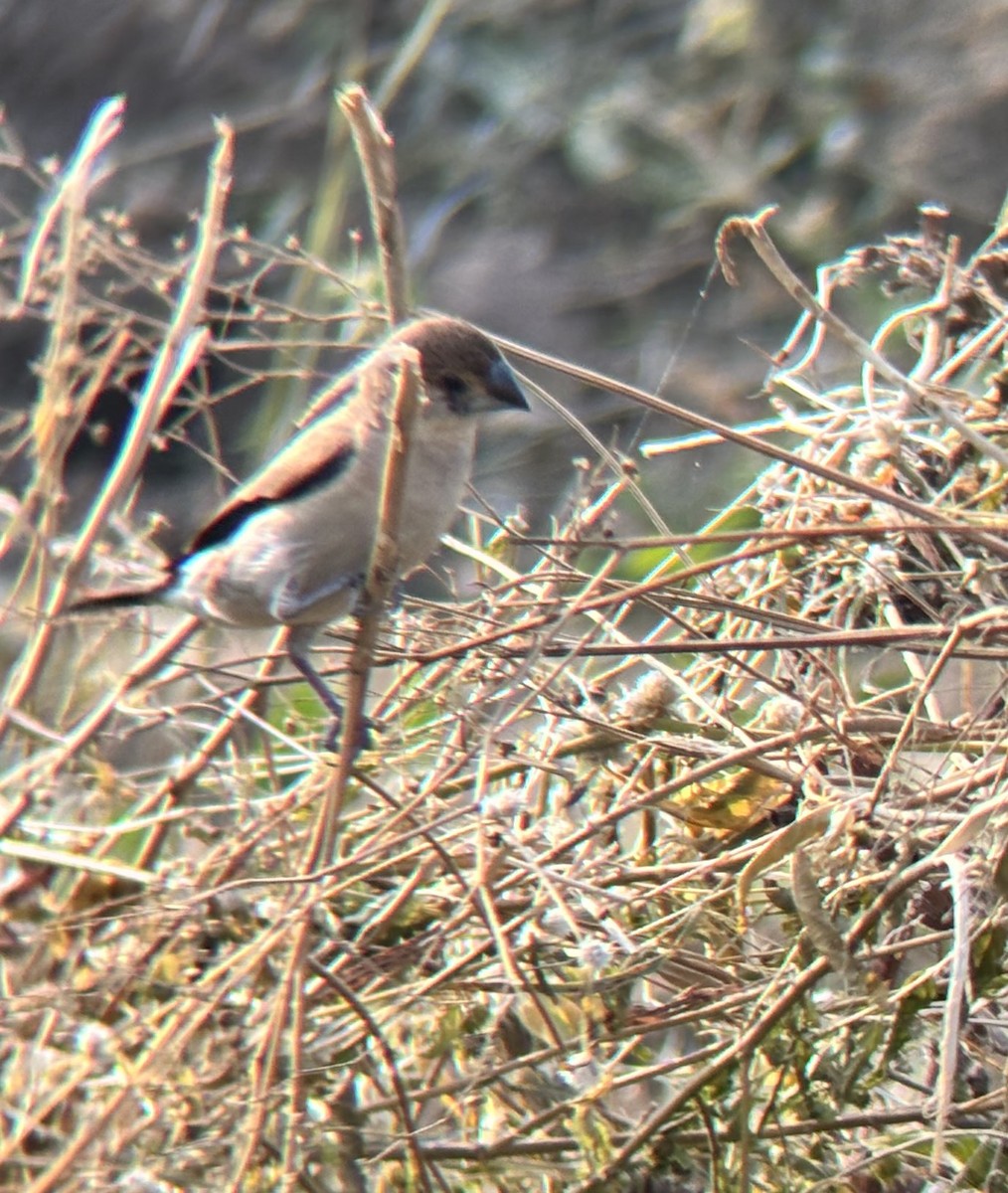 כסוף-מקור הודי - ML647113002