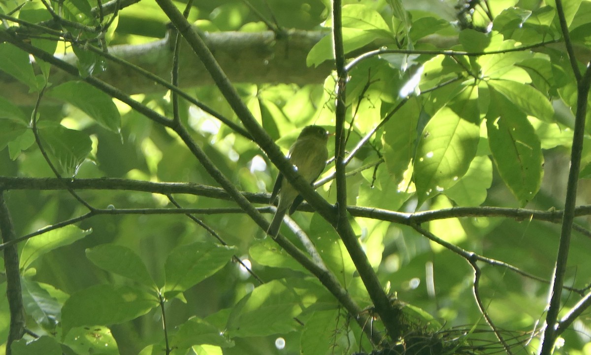 Sarı Karınlı Boreal Sinekkapan - ML647113003