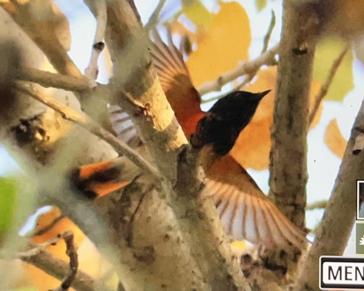 Горихвостковая древесница - ML647113006