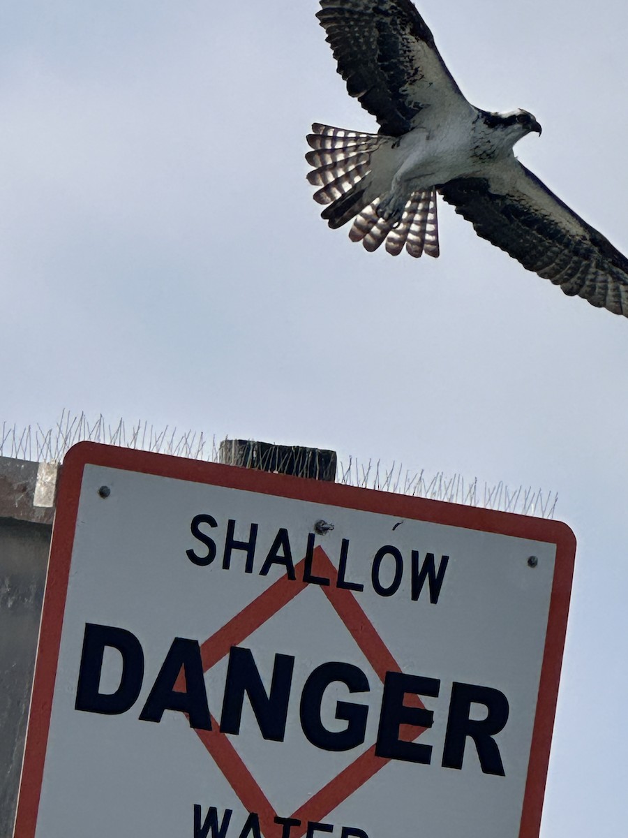 Osprey - ML647113012