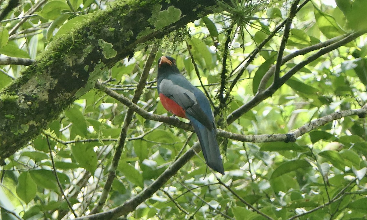Slaty-tailed Trogon - ML647113014