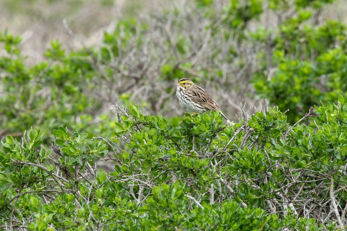 Пасовник савановий - ML647113020