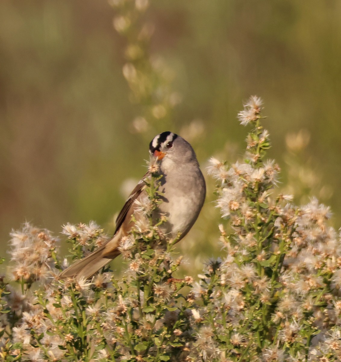 strnadec bělopásý - ML647113021