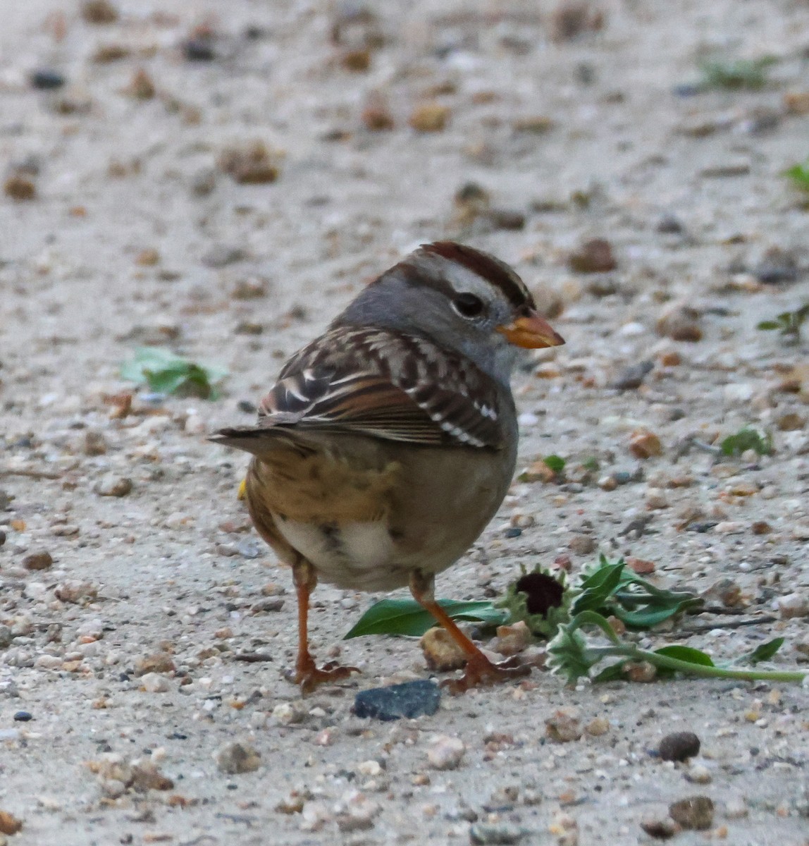 strnadec bělopásý - ML647113022