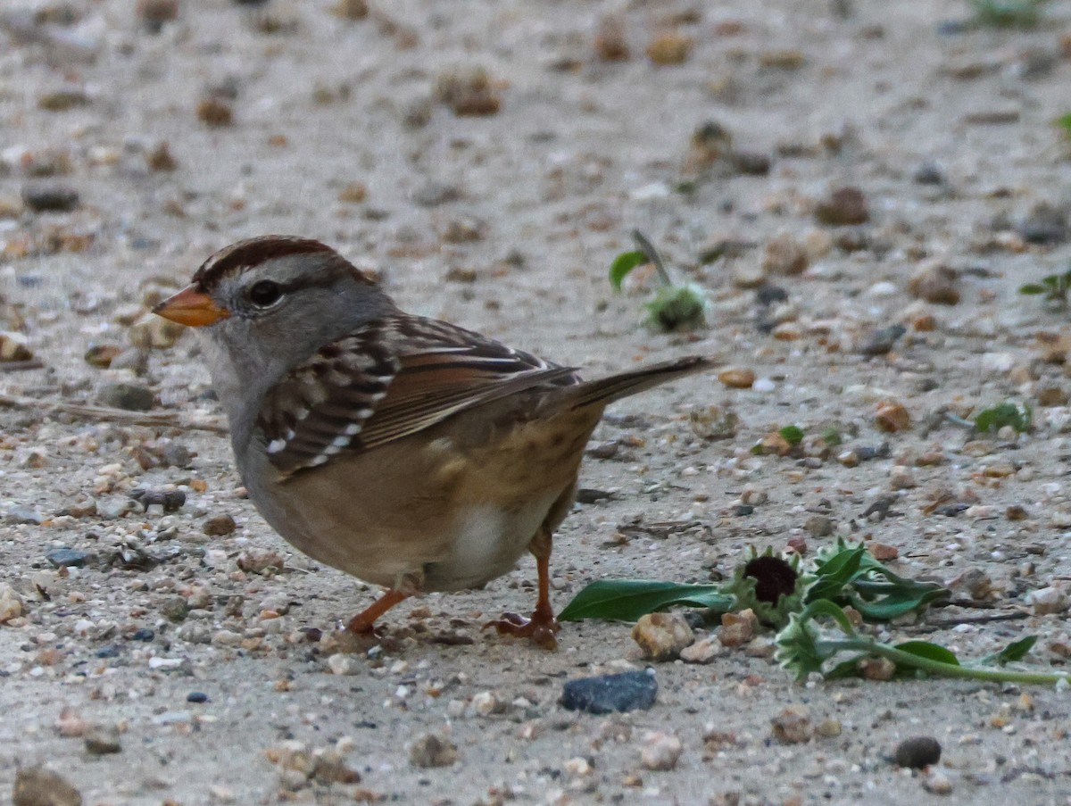 strnadec bělopásý - ML647113023