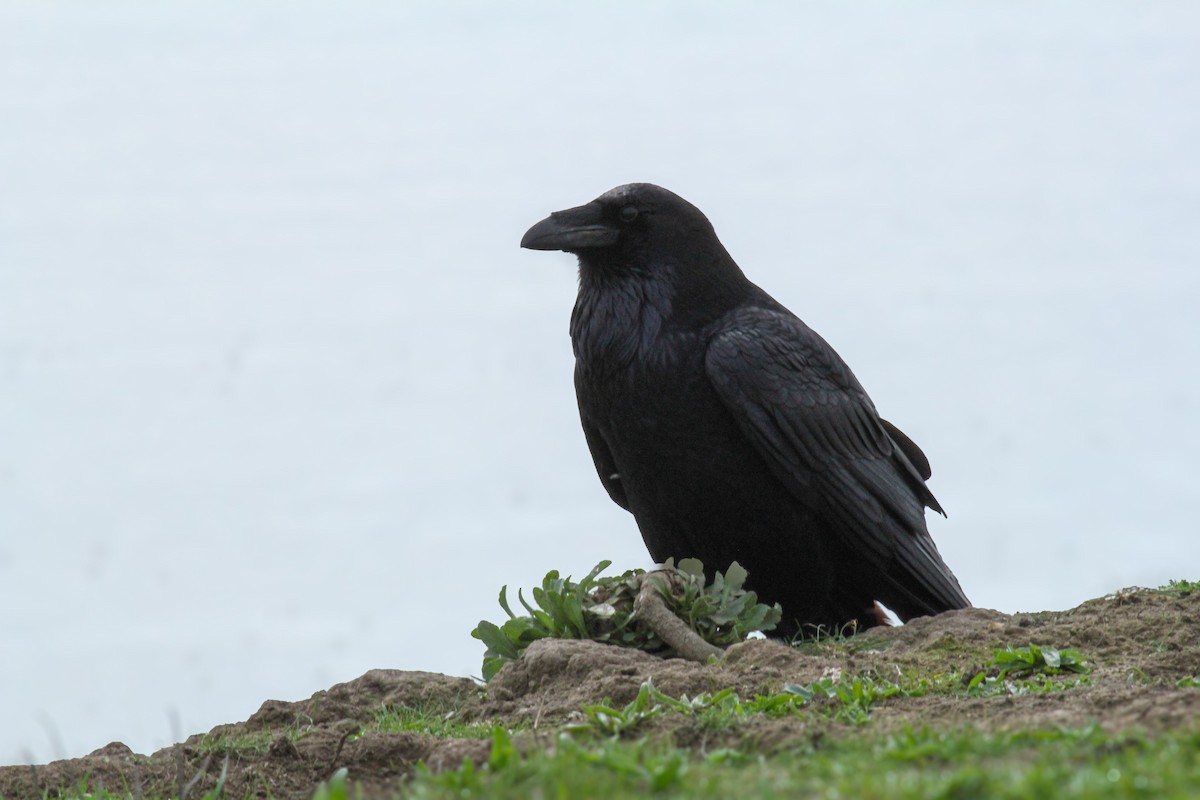 Cuervo Grande - ML647113024