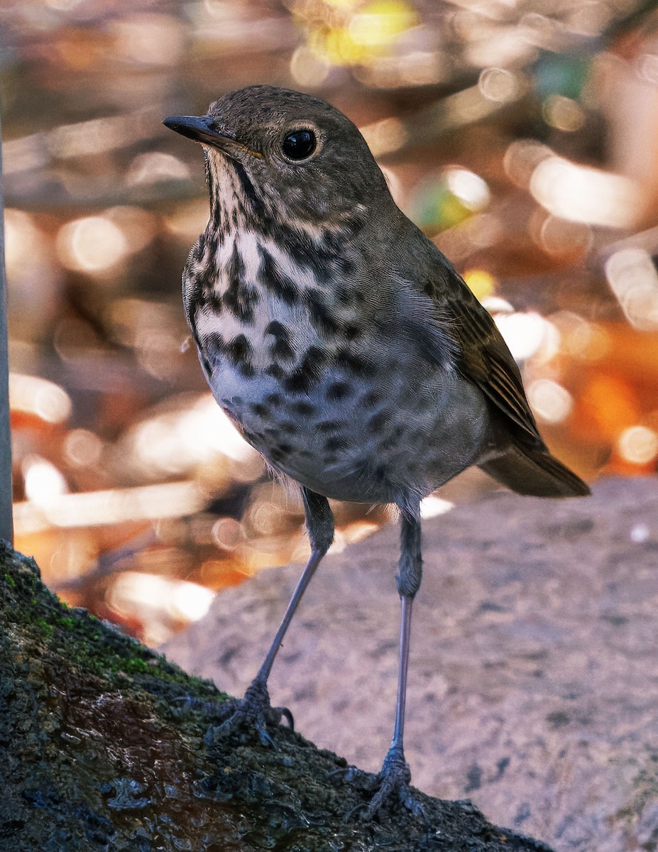 Zorzalito Colirrufo - ML647113026