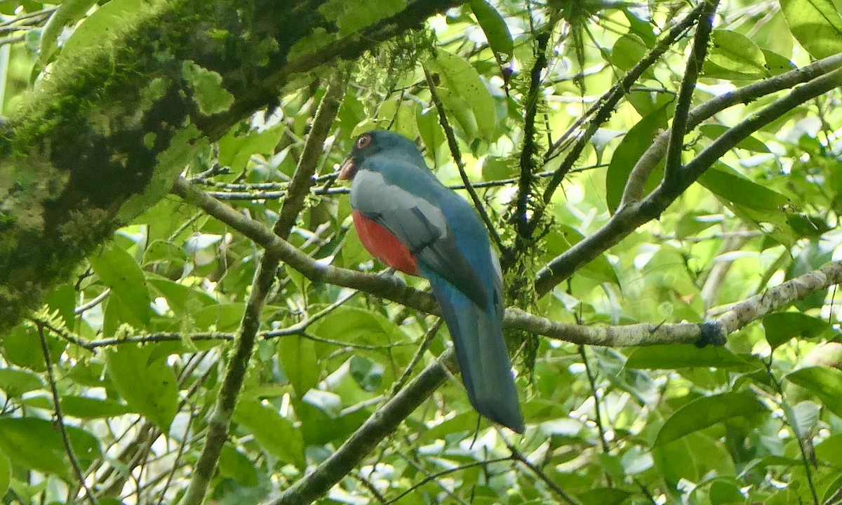 Slaty-tailed Trogon - ML647113027