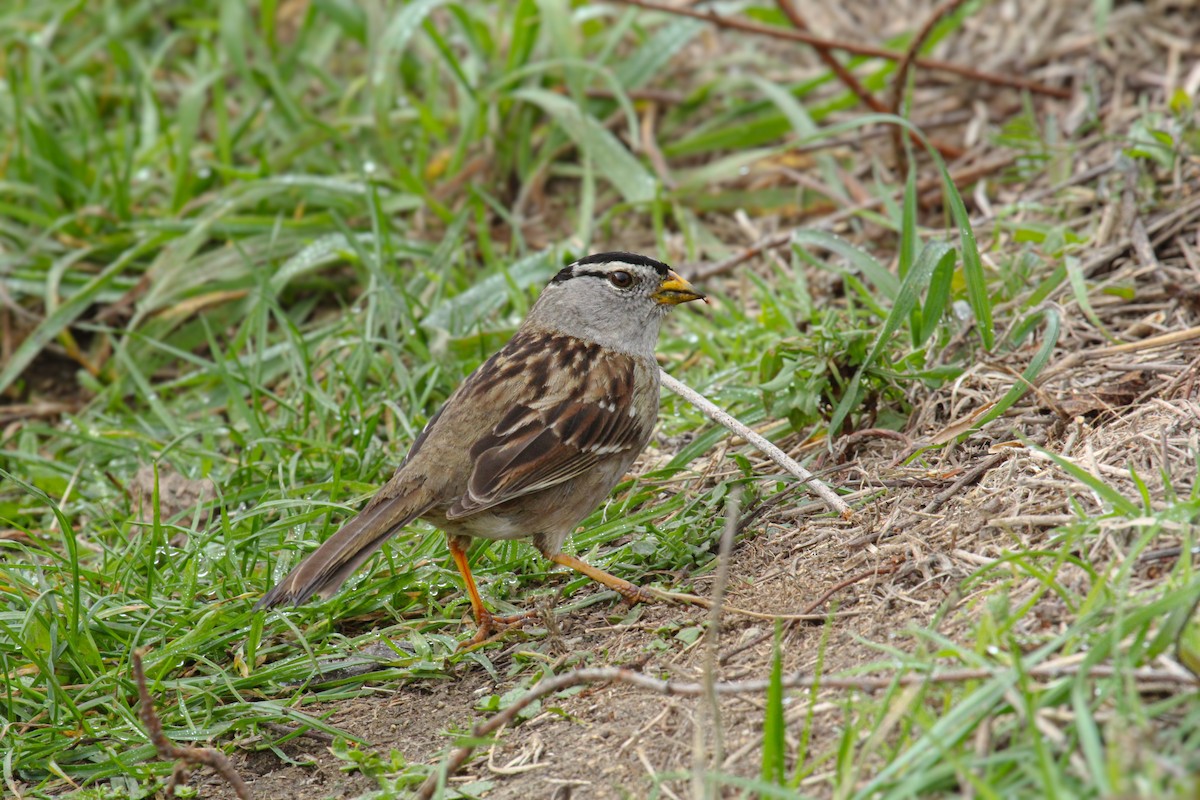 strnadec bělopásý - ML647113028