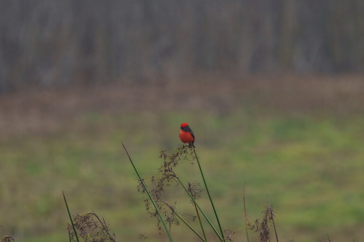 Vermilion Flycatcher - ML647113029