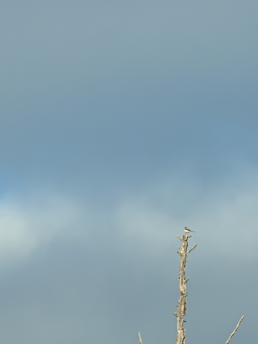 Alcaudón Boreal - ML647113030