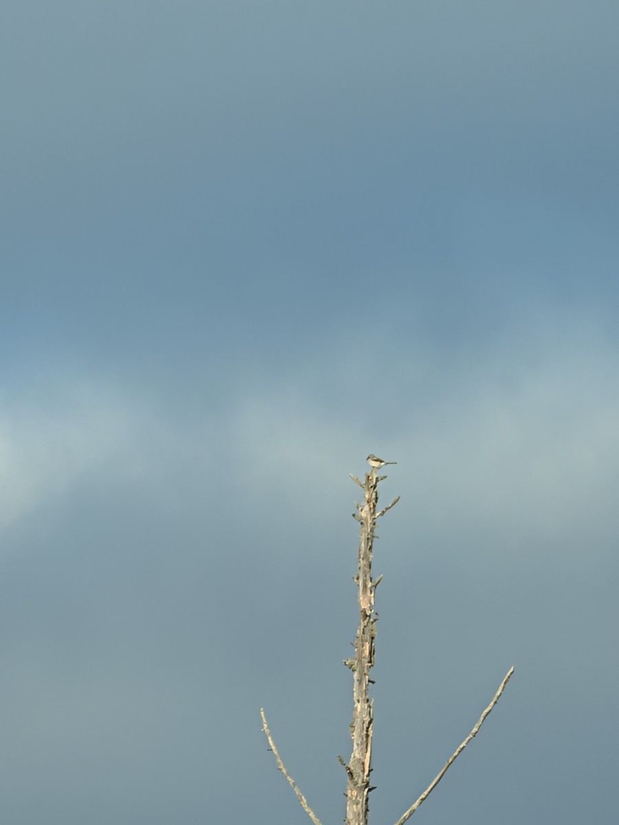 Alcaudón Boreal - ML647113033