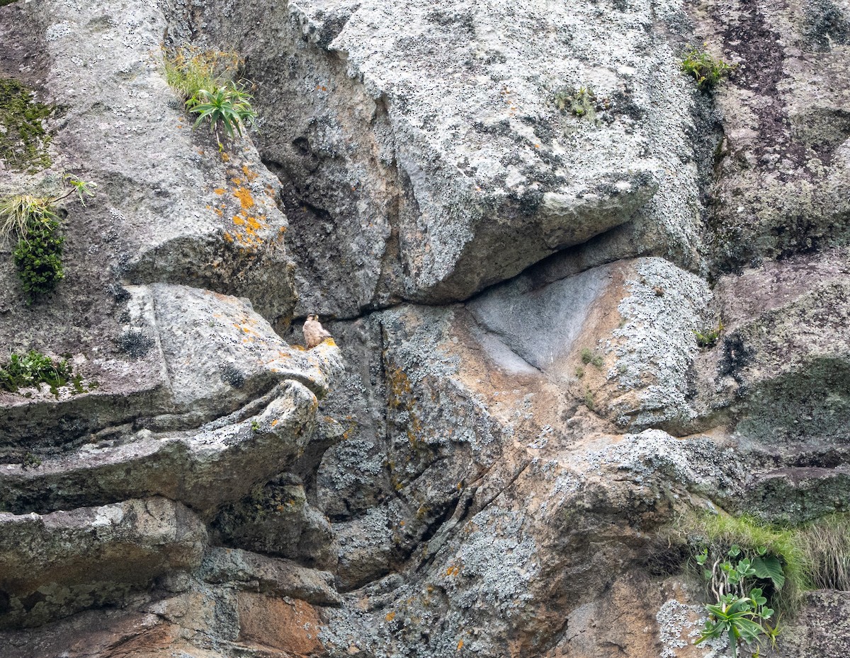 Taita Falcon - ML647113036