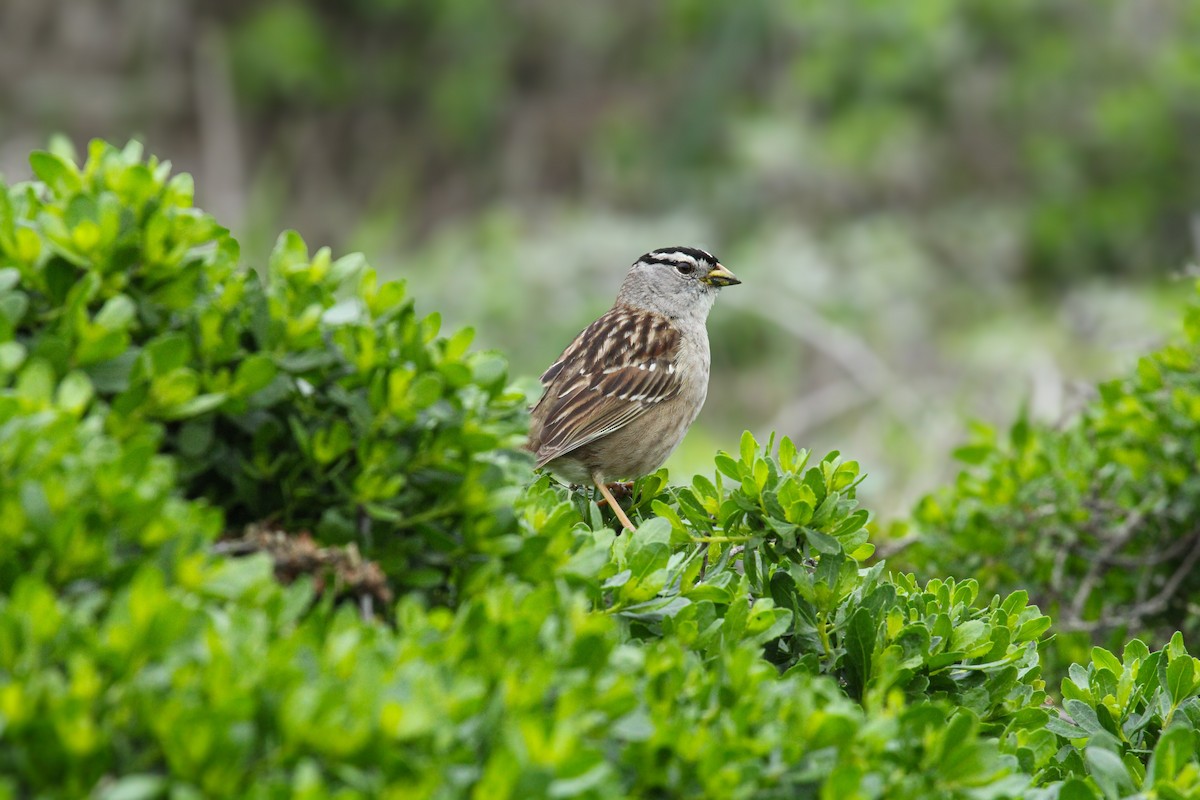 strnadec bělopásý - ML647113037