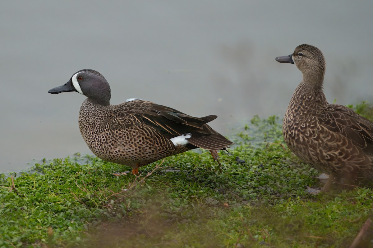 Blue-winged Teal - ML647113038