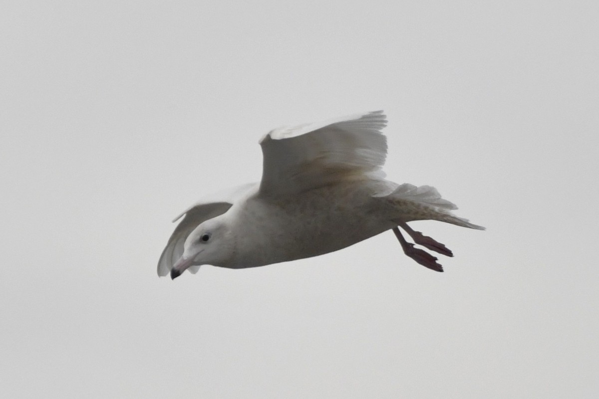 Glaucous Gull - ML647113040