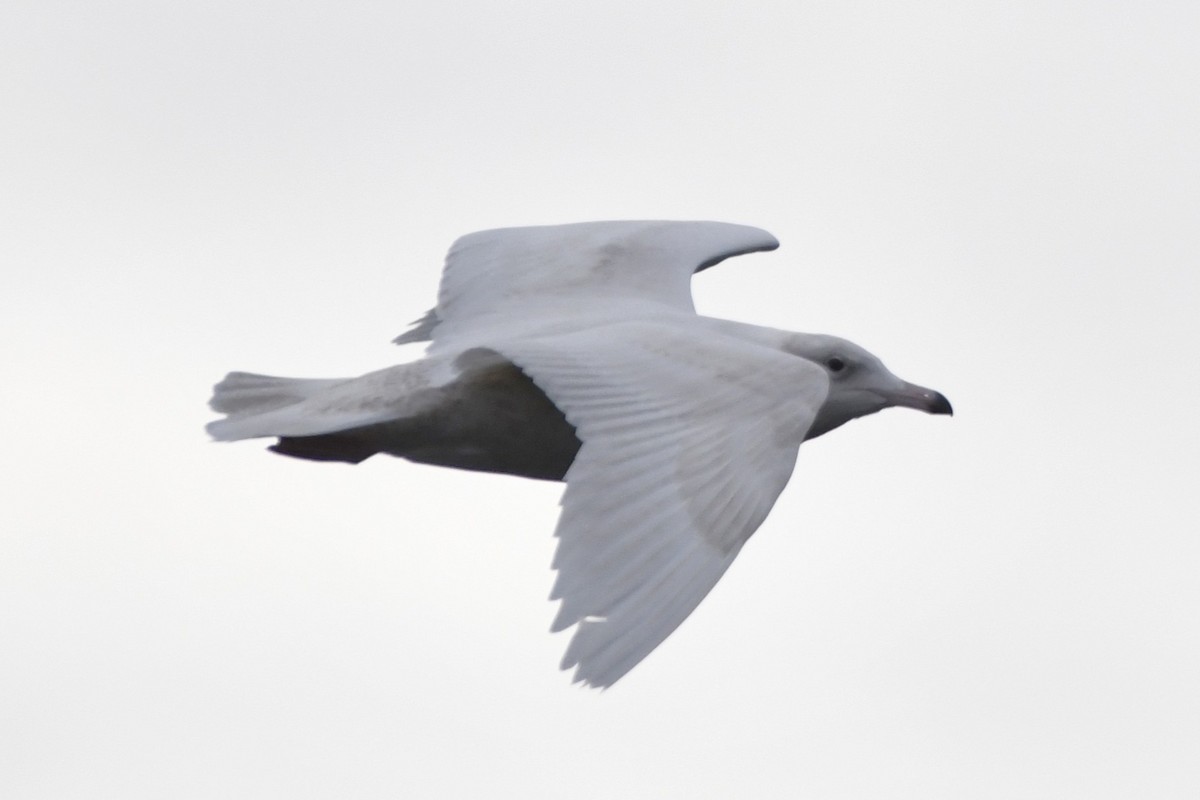 Glaucous Gull - ML647113041