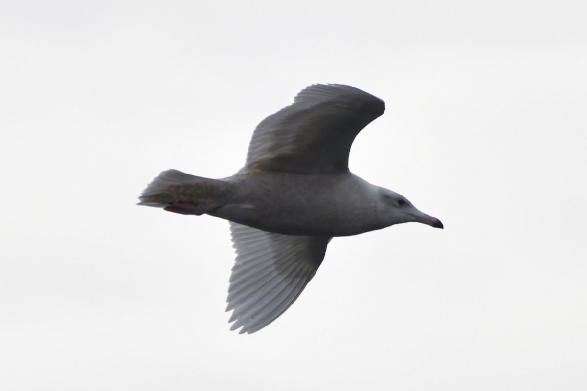 Glaucous Gull - ML647113042