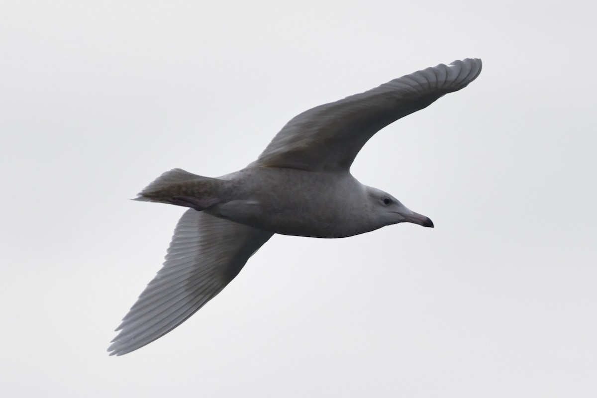 Glaucous Gull - ML647113043