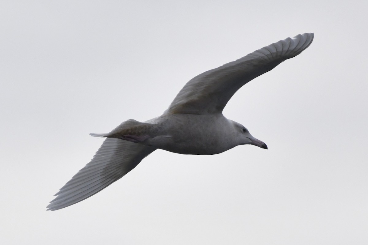 Glaucous Gull - ML647113044