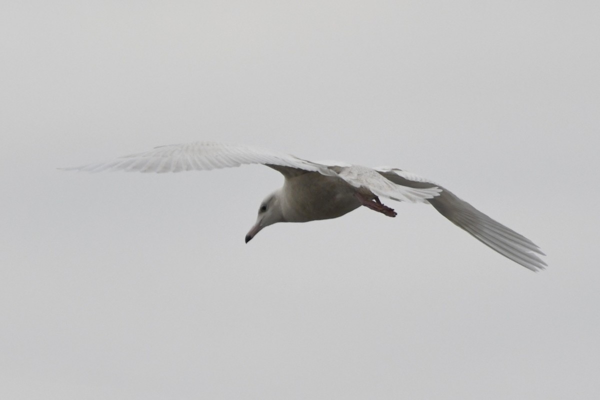 Glaucous Gull - ML647113045