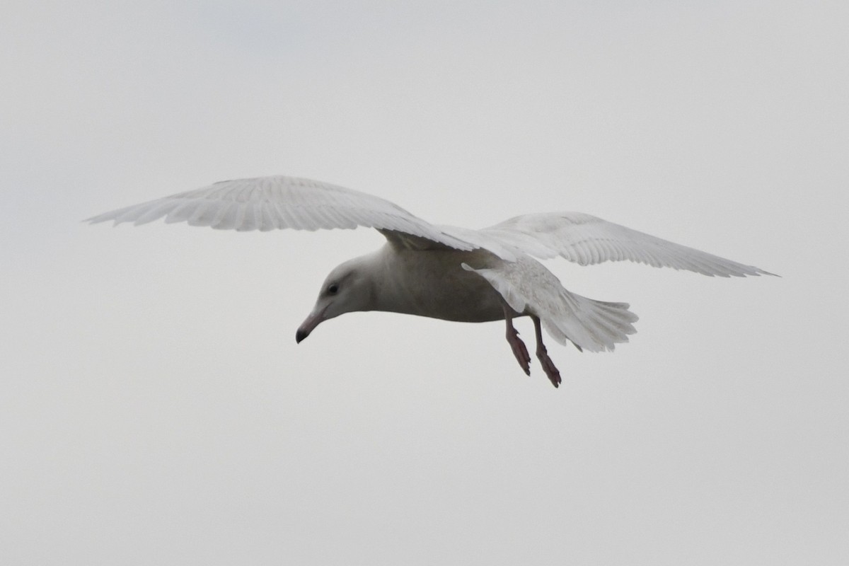 Glaucous Gull - ML647113046