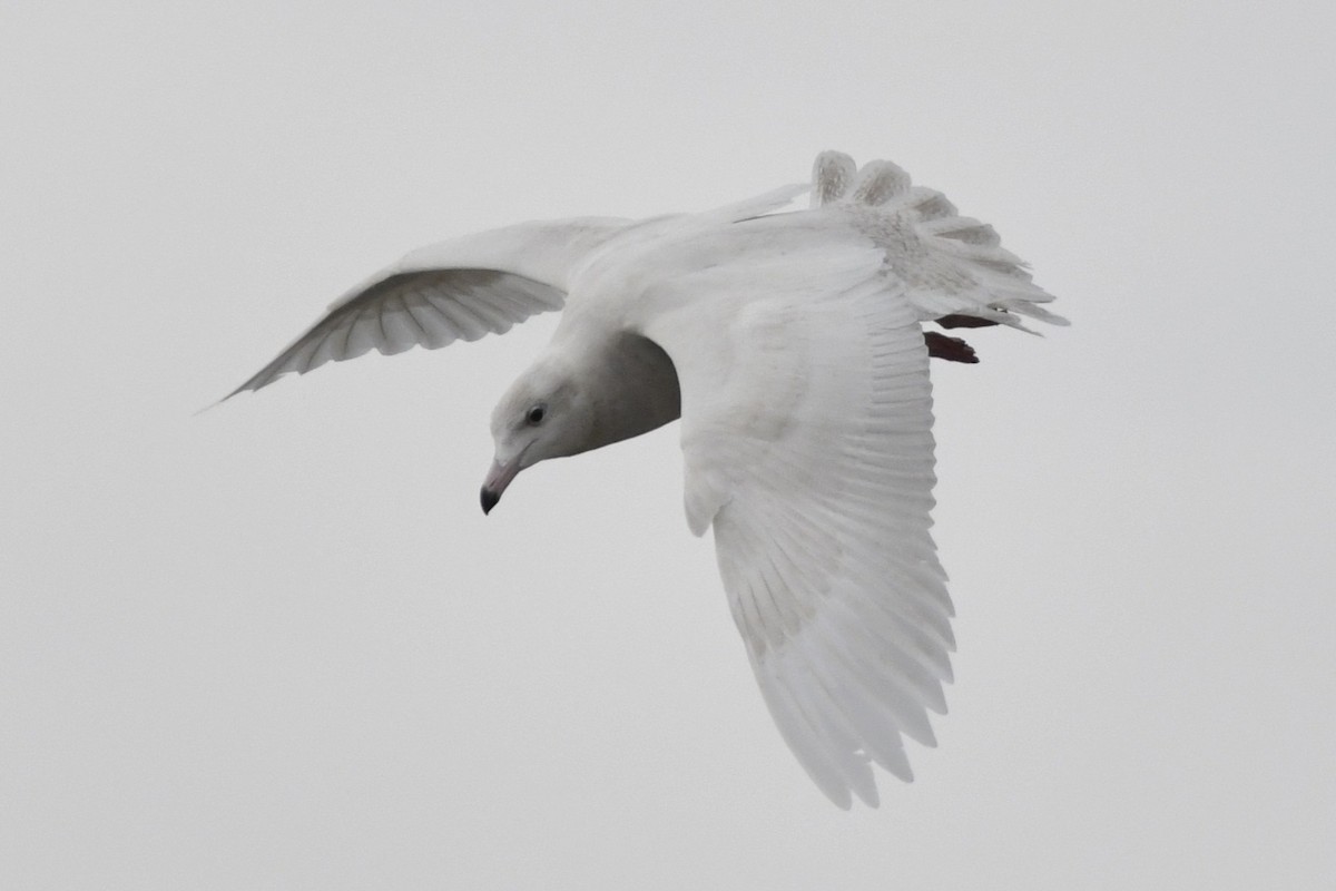 Glaucous Gull - ML647113047