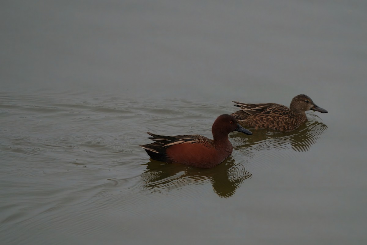 Cinnamon Teal - ML647113048