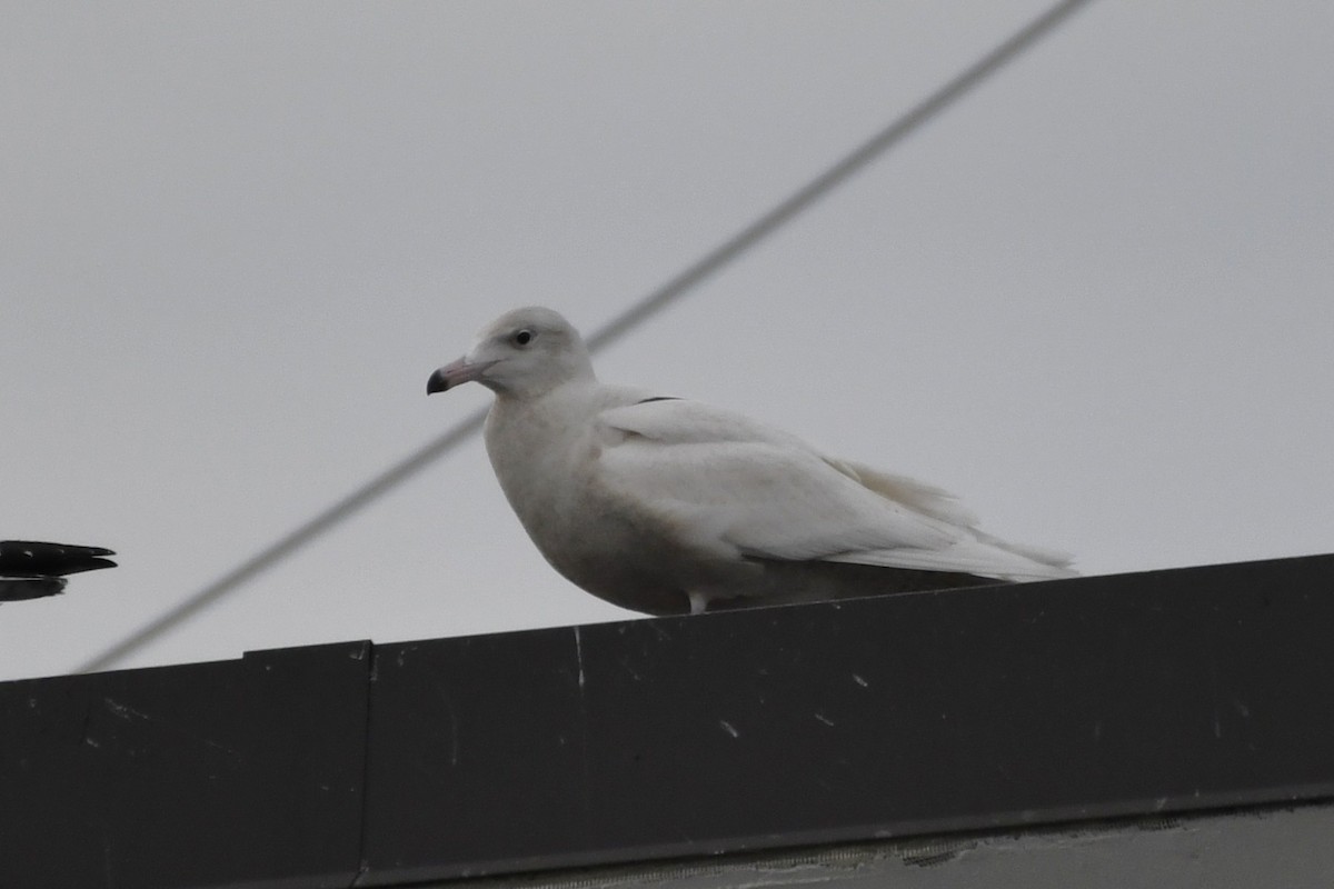 Glaucous Gull - ML647113050