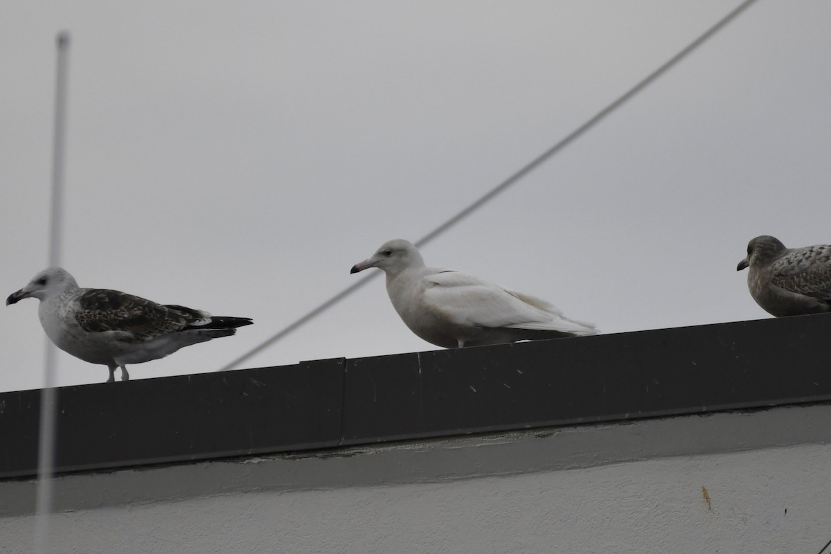 Glaucous Gull - ML647113051