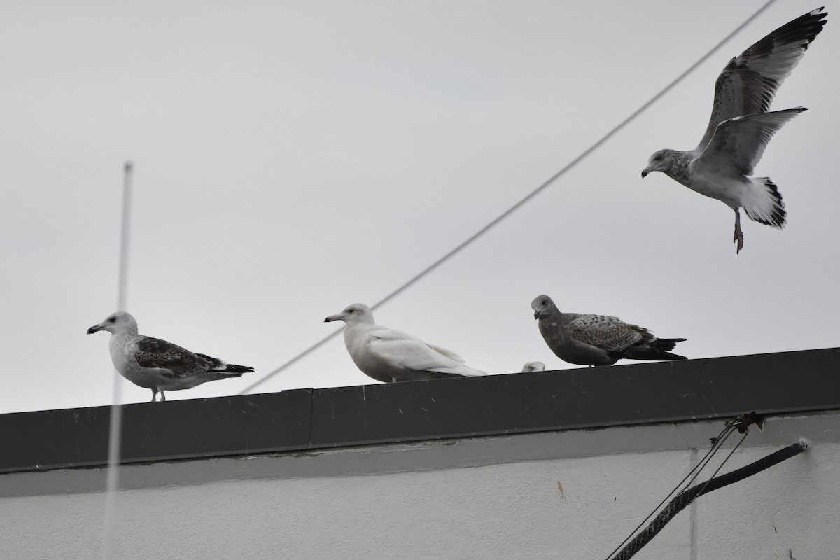 Glaucous Gull - ML647113052