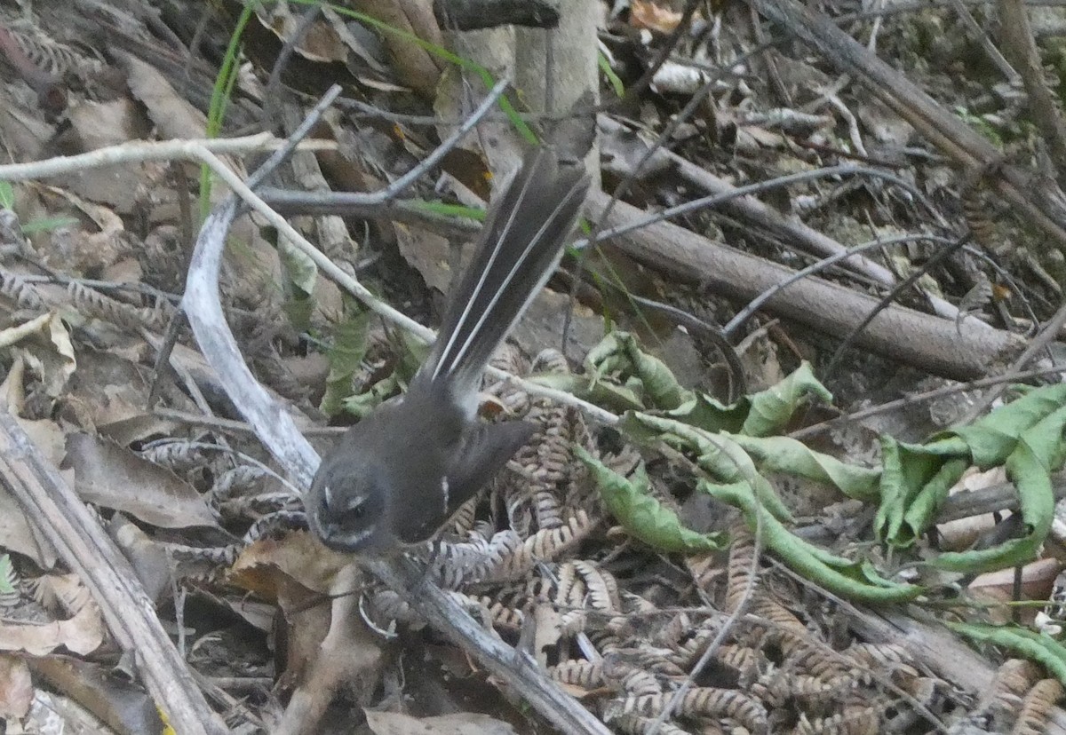 New Zealand Fantail - ML647113059