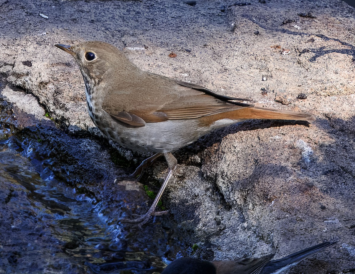 Zorzalito Colirrufo - ML647113060