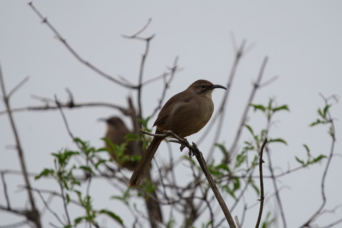 California Thrasher - ML647113061