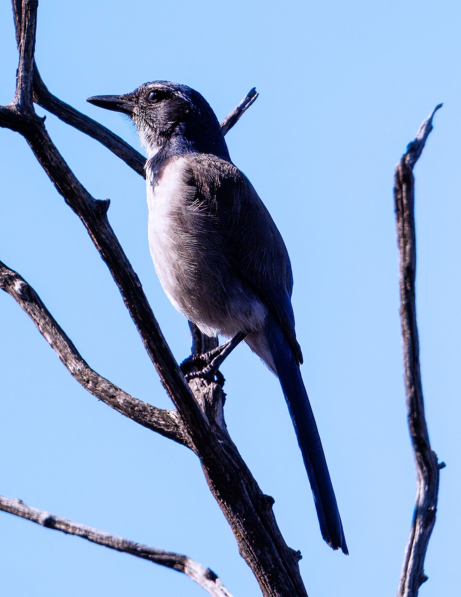 California Scrub-Jay - ML647113066