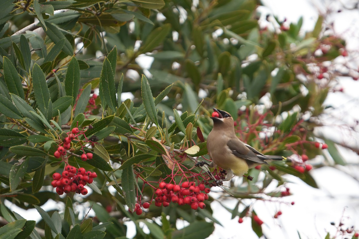 Cedar Waxwing - ML647113070