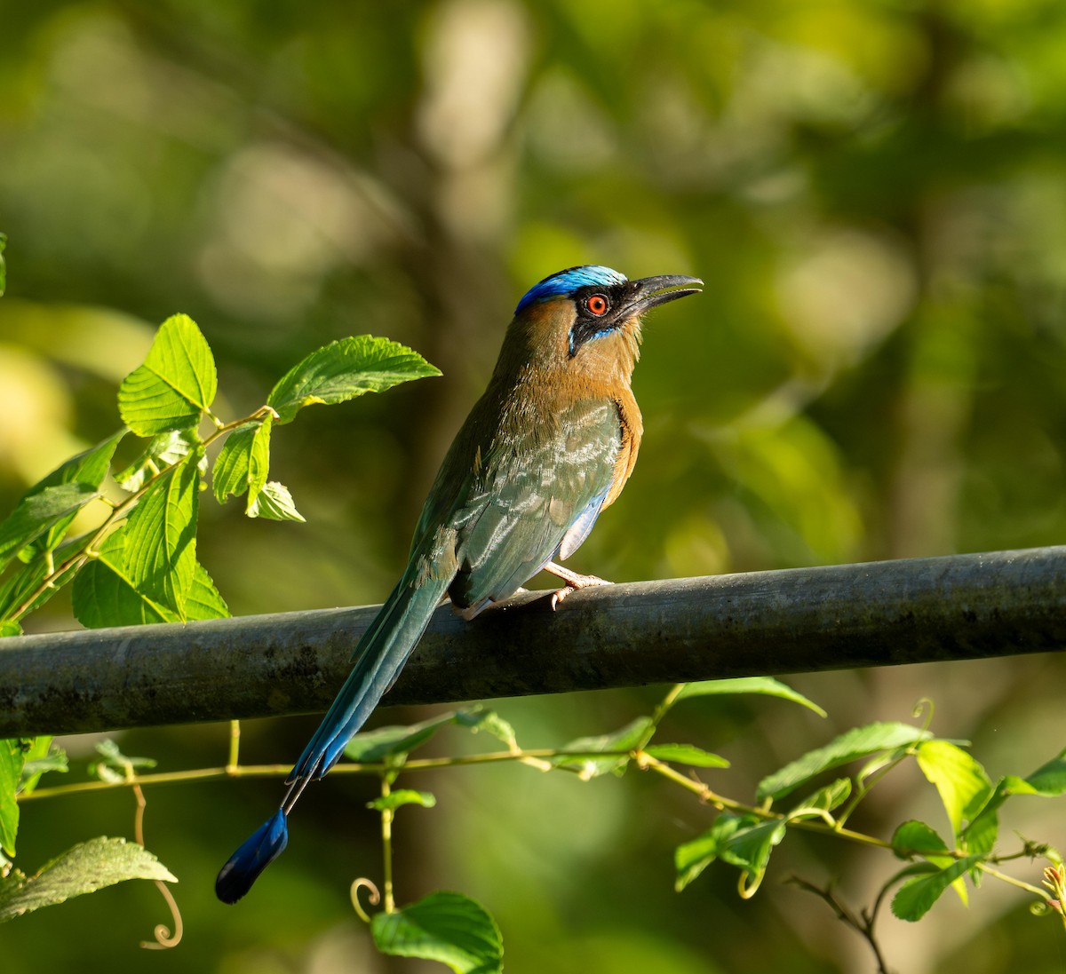 Whooping Motmot - ML647113071