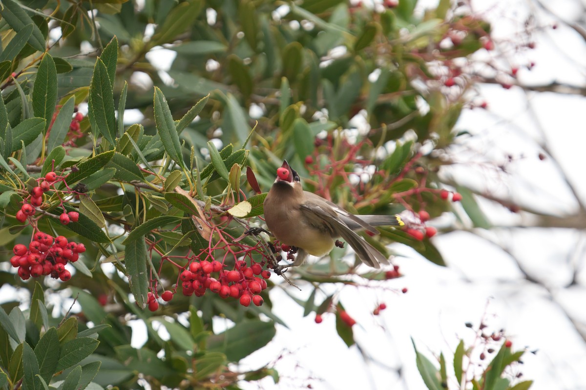 Cedar Waxwing - ML647113075
