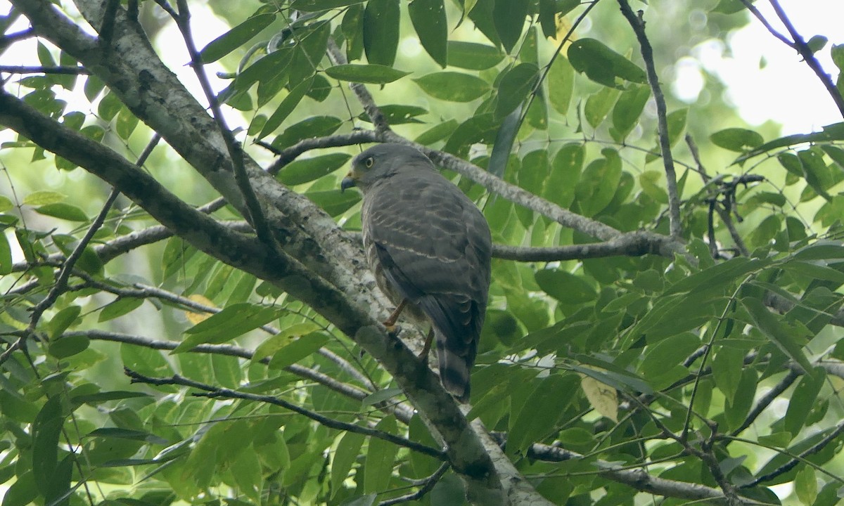 Roadside Hawk - ML647113076