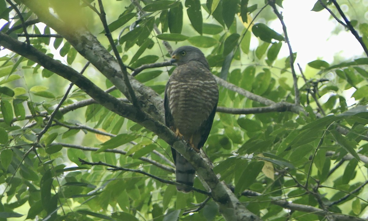 Roadside Hawk - ML647113079