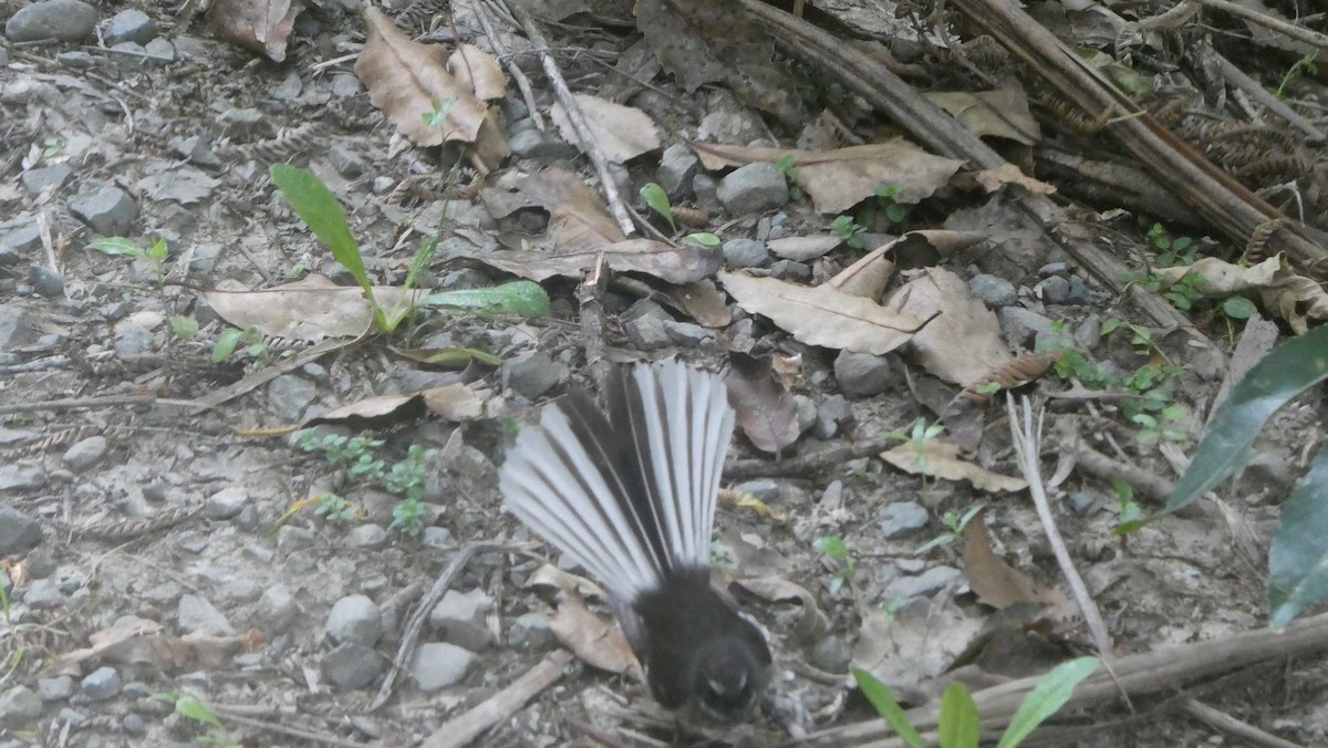 New Zealand Fantail - ML647113081
