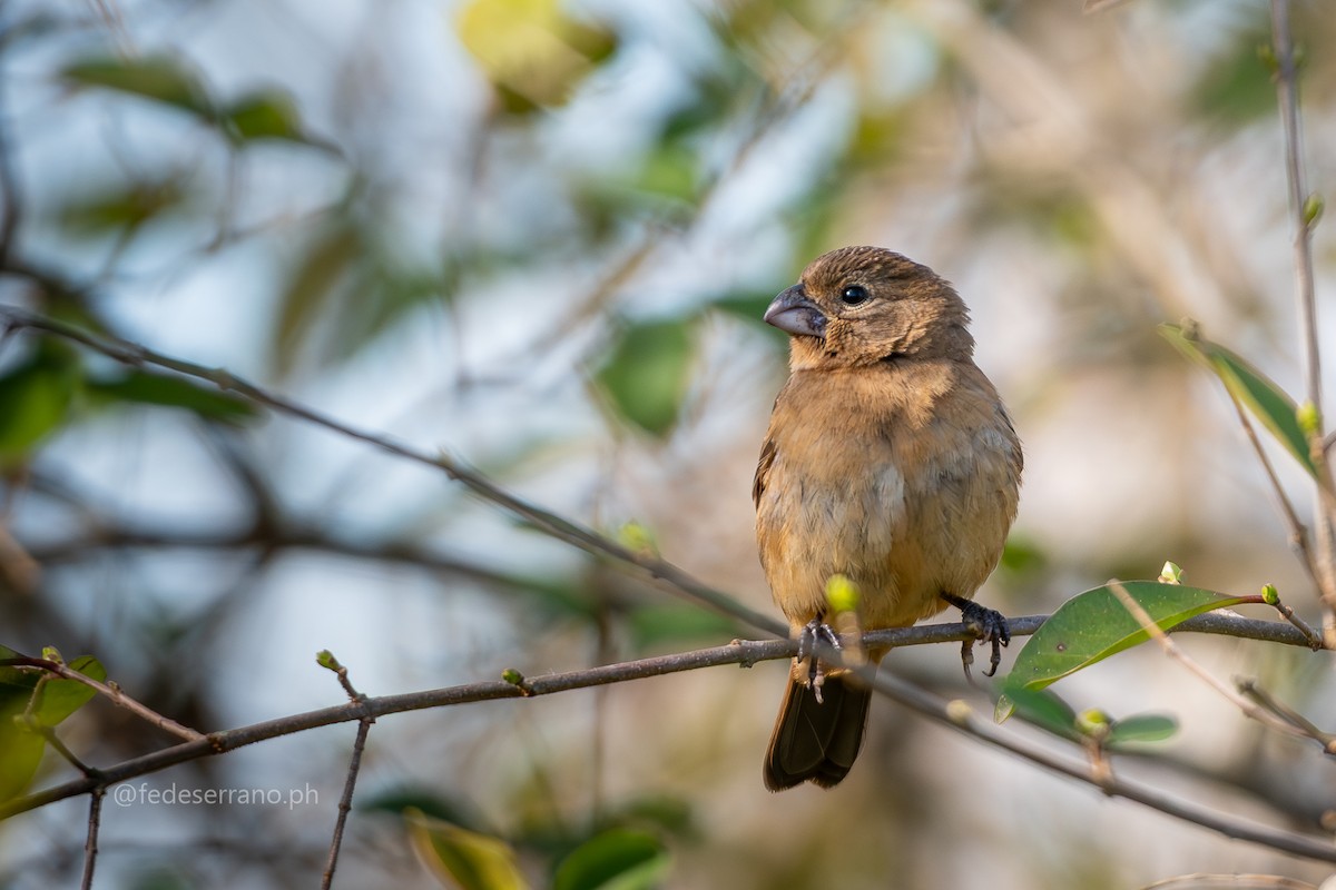 Glaucous-blue Grosbeak - ML647113084