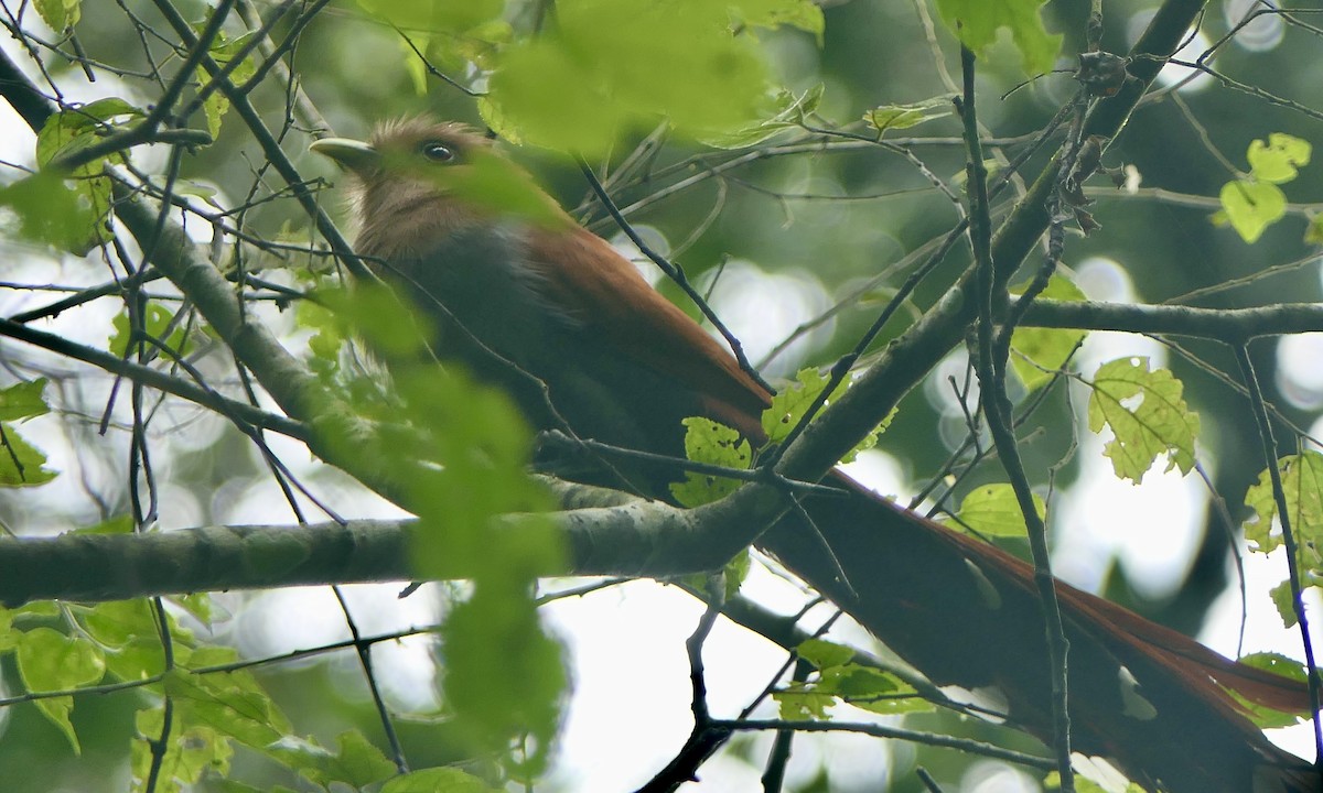 Common Squirrel-Cuckoo - ML647113085