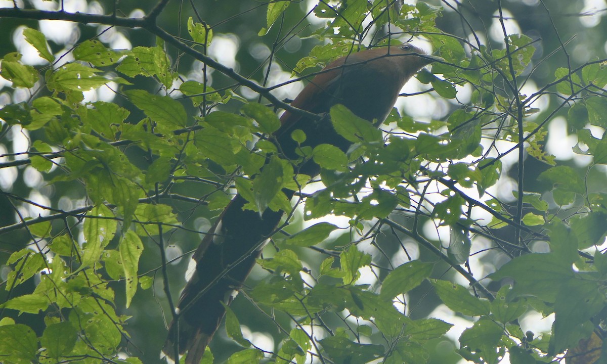 Common Squirrel-Cuckoo - ML647113093