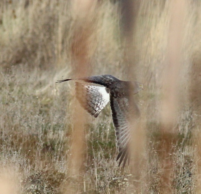 Hudsonweihe - ML647113094