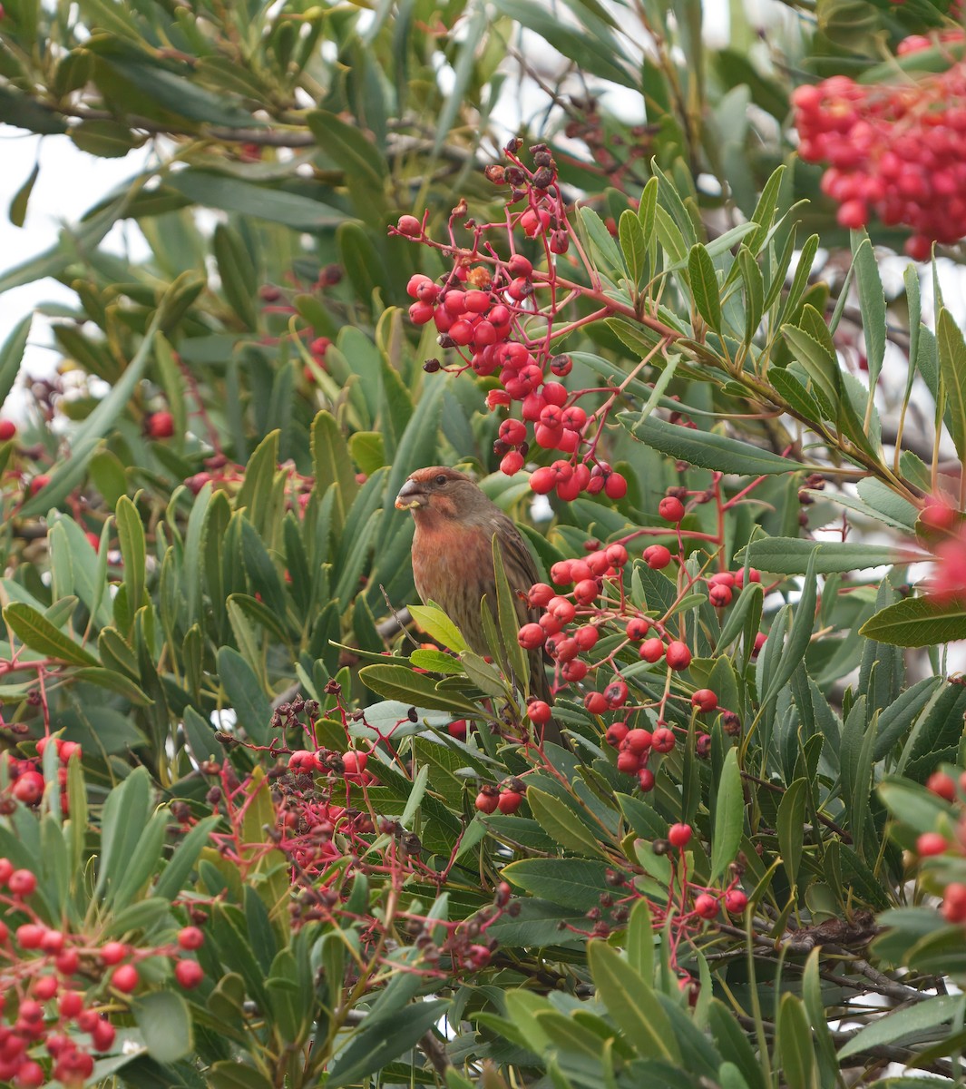 House Finch - ML647113098