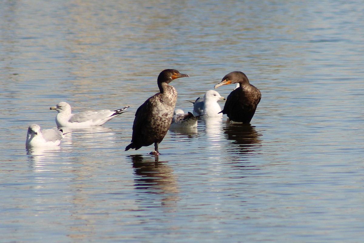 Double-crested Cormorant - ML647113105